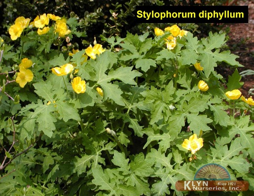 STYLOPHORUM diphyllum - Celandine