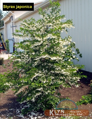 STYRAX japonicus - Japanese Snowbell