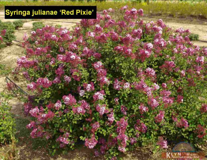 SYRINGA julianae 'Red Pixie' - Red Pixie Lilac