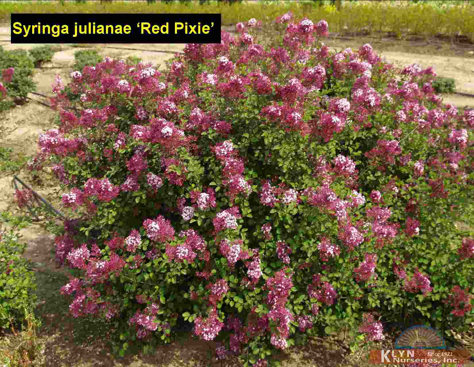 selvbiografi korruption Fremhævet SYRINGA julianae 'Red Pixie' - Red Pixie Lilac