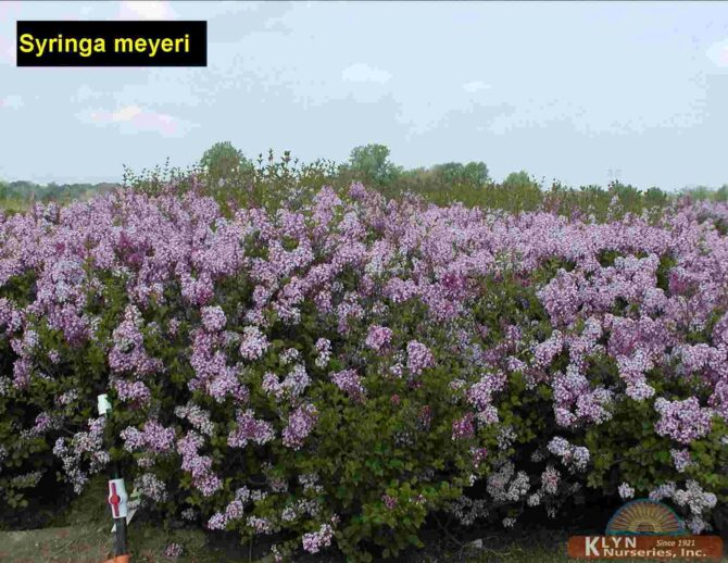 SYRINGA meyeri - Palabin Lilac