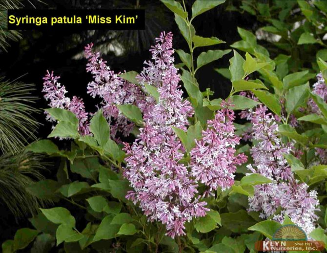 SYRINGA patula 'Miss Kim' - Miss Kim Lilac