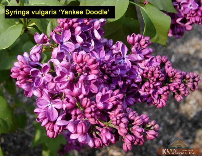 SYRINGA vulgaris 'Yankee Doodle' - Yankee Doodle Lilac