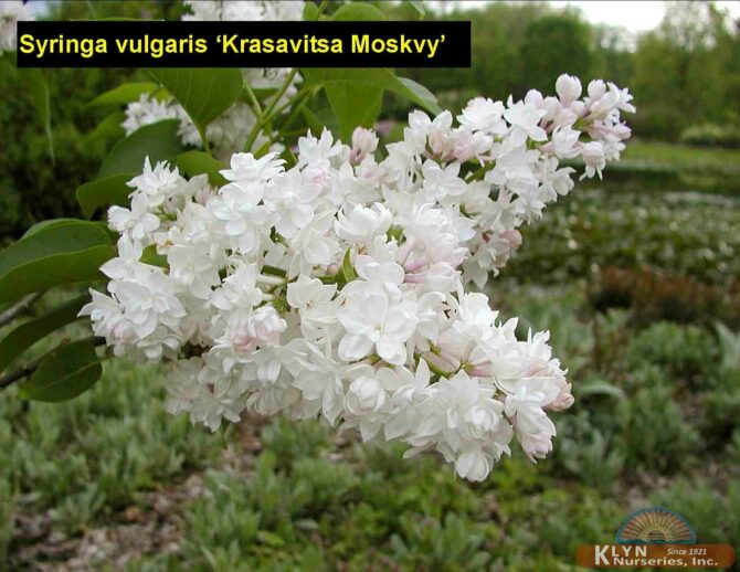 SYRINGA vulgaris 'Krasavitsa Moskvy' - Krasavitsa Moskvy Lilac
