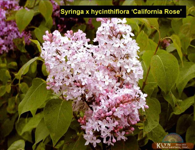 SYRINGA x hyacinthiflora 'California Rose' - California Rose Early Flowering Lilac