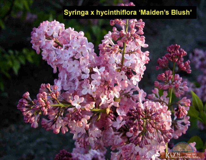SYRINGA x hyacinthiflora 'Maiden's Blush' - Maiden's Blush Early Flowering Lilac