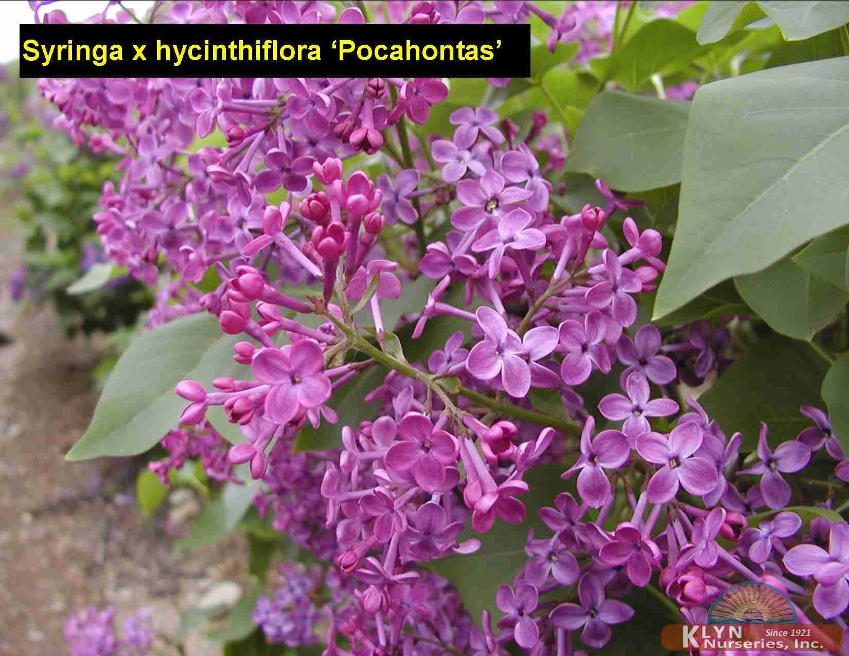 SYRINGA x hyacinthiflora ‘Pocahontas’