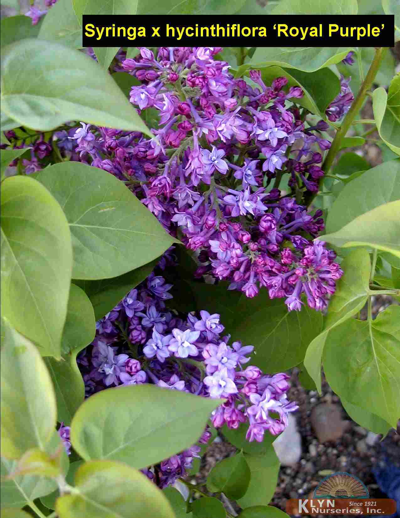 SYRINGA x hyacinthiflora ‘Royal Purple’