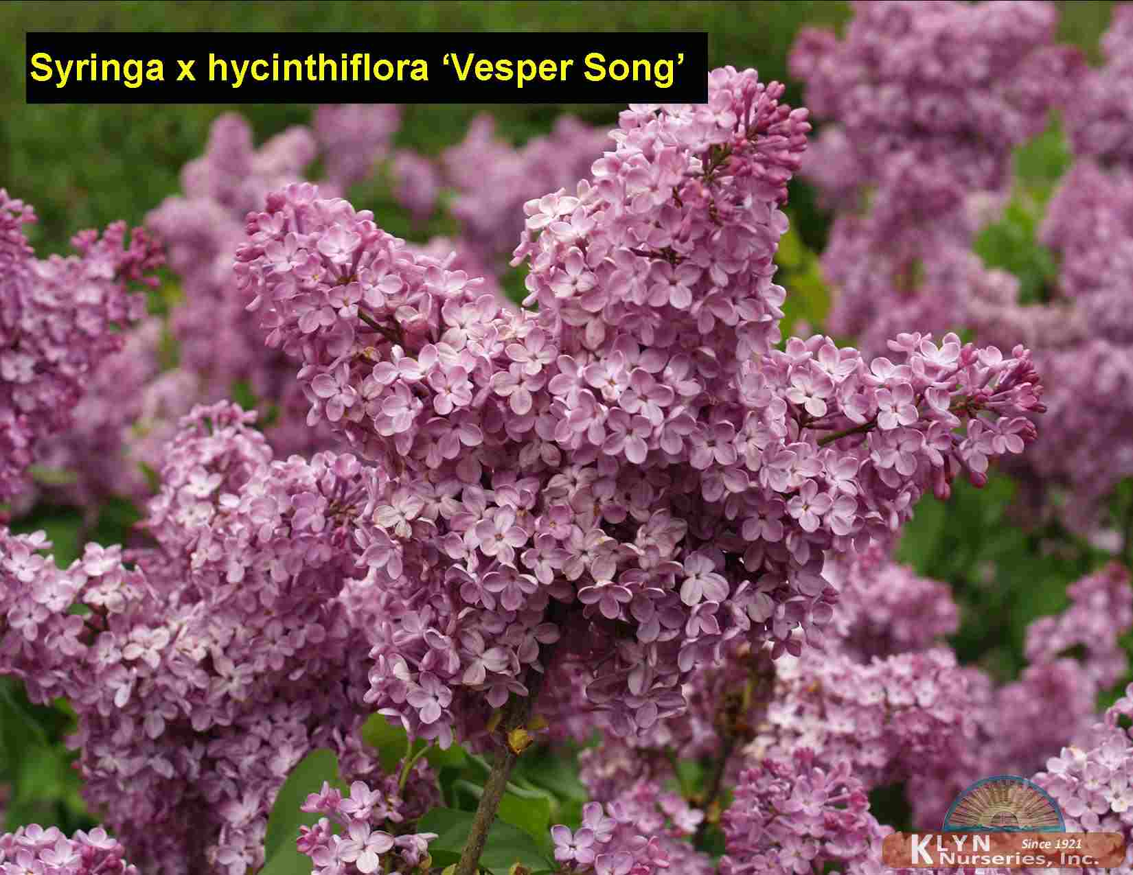 SYRINGA x hyacinthiflora ‘Vesper Song’