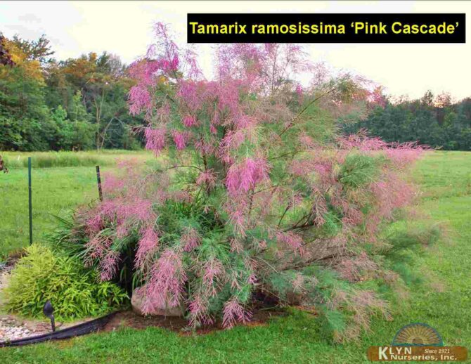TAMARIX ramosissima 'Pink Cascade' - Pink Cascade Tamarisk