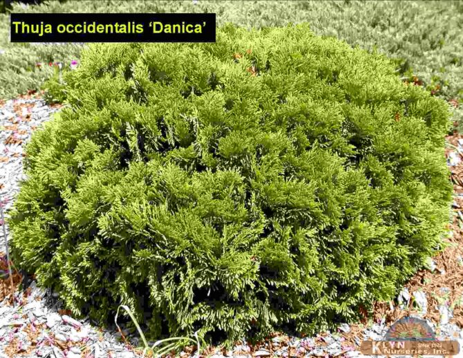 THUJA occidentalis 'Danica' - Dwarf Globe Arborvitae