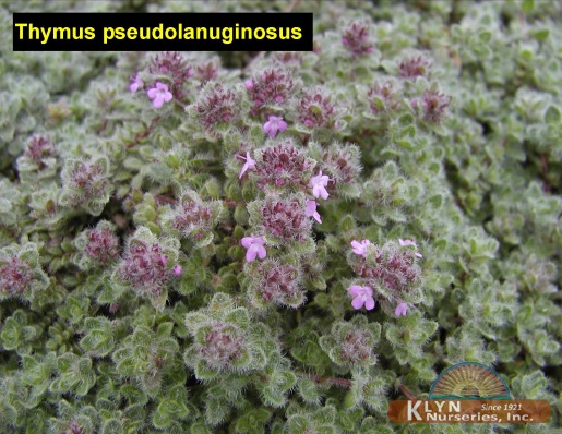 THYMUS pseudolanuginosus - Woolly Thyme