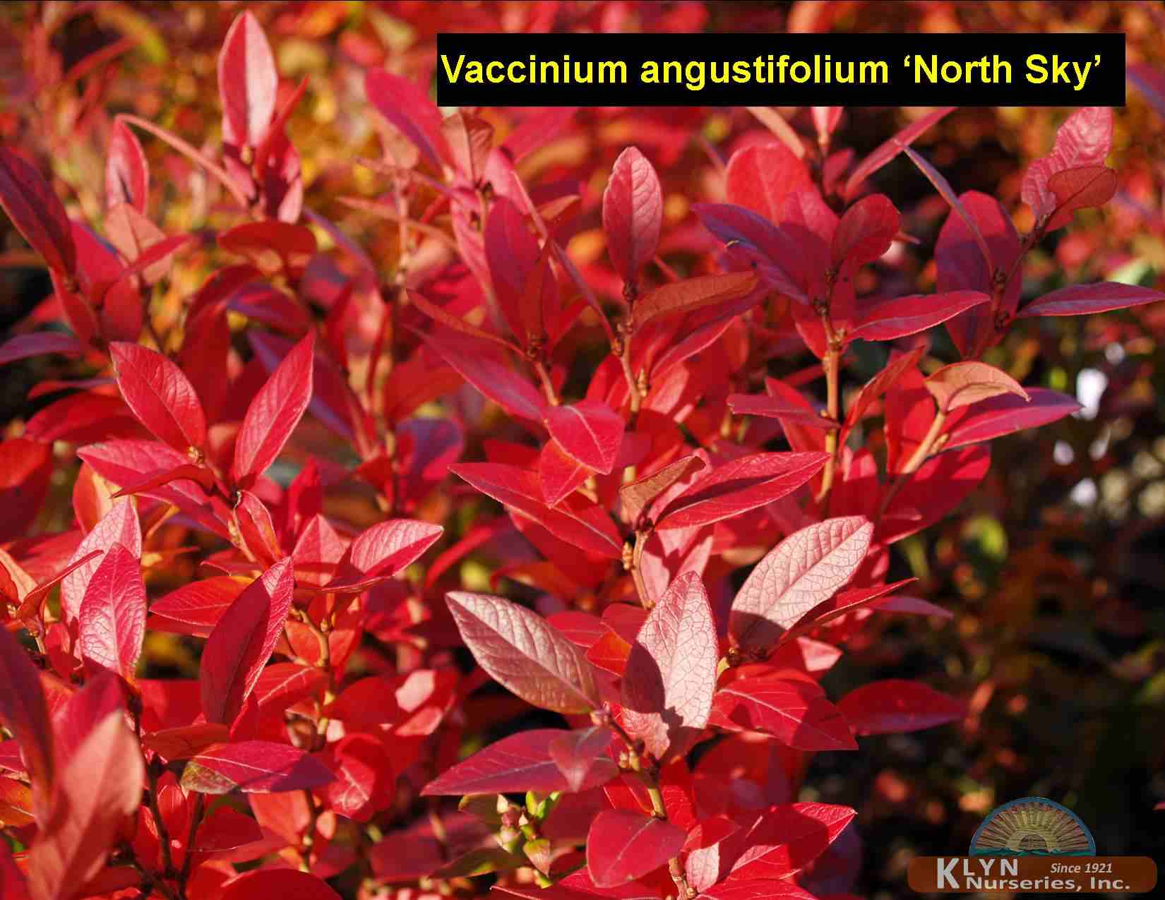 VACCINIUM angustifolium ‘North Sky’