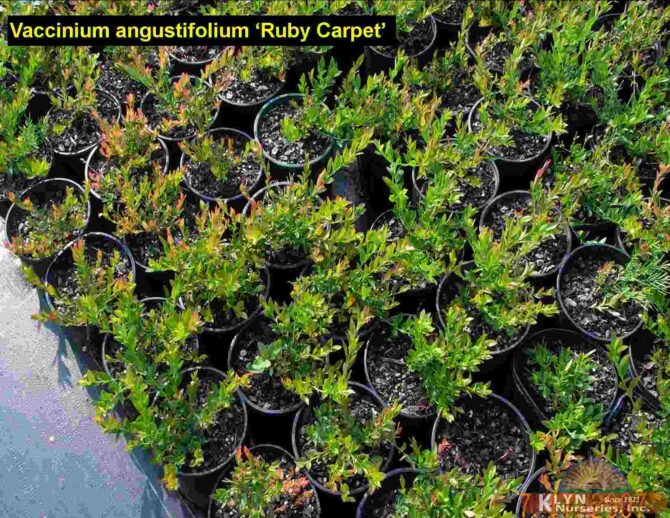 VACCINIUM angustifolium 'Ruby Carpet' - Ruby Carpet Lowbush Blueberry