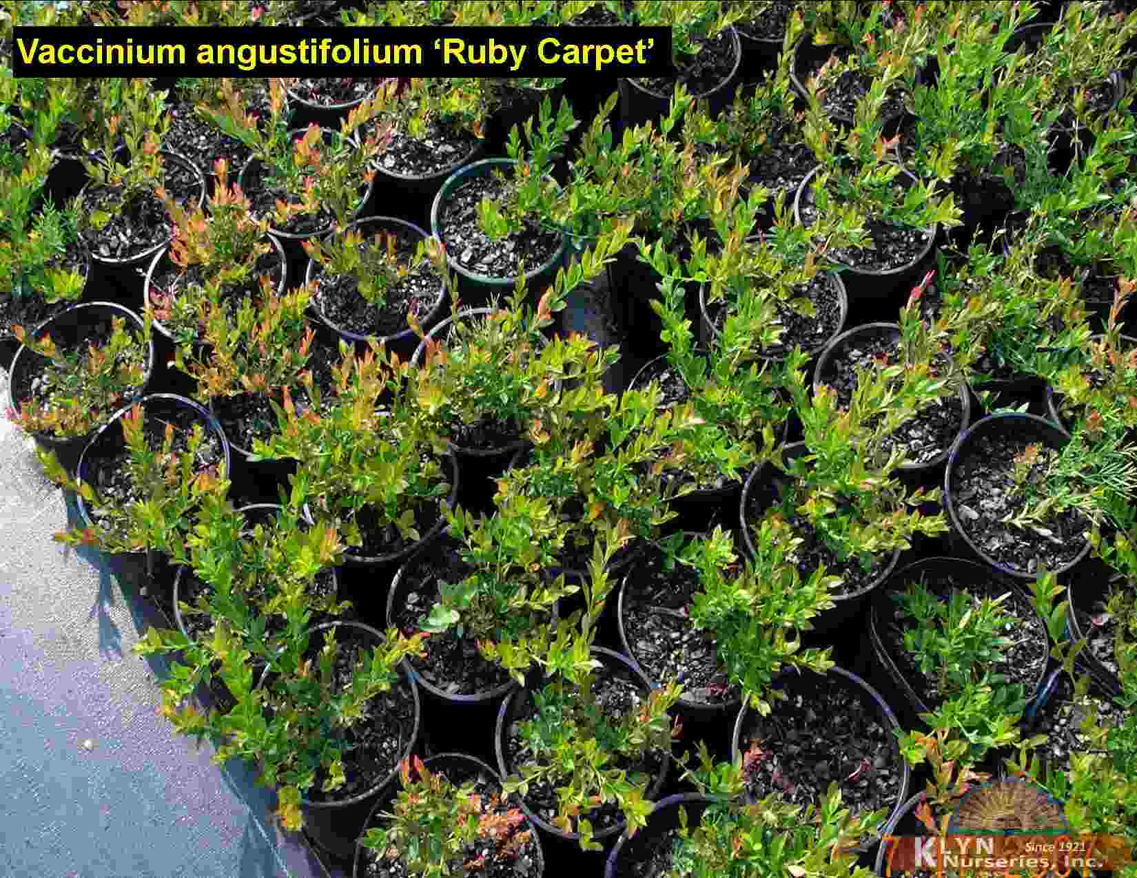 VACCINIUM angustifolium ‘Ruby Carpet’