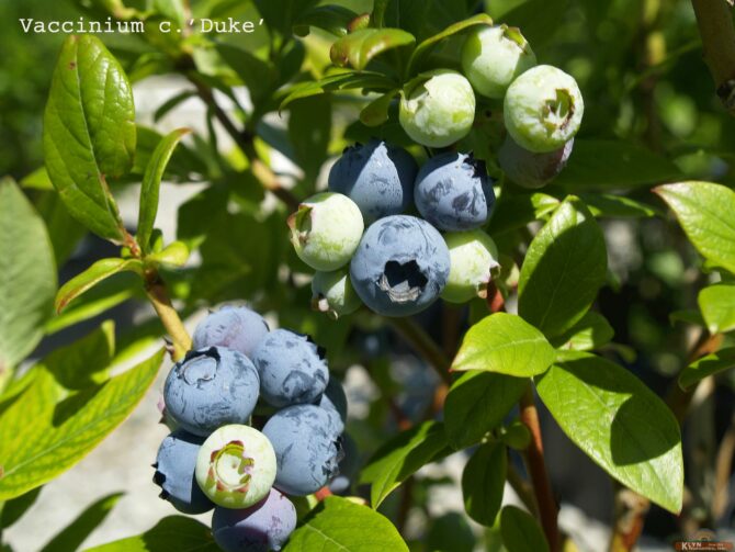 Vaccinium corymbosum 'Duke'-Duke Highbush Blueberry