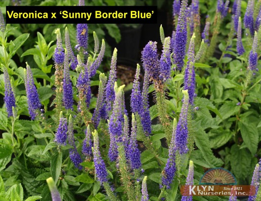 VERONICA x 'Sunny Border Blue' - Sunny Border Blue Speedwell