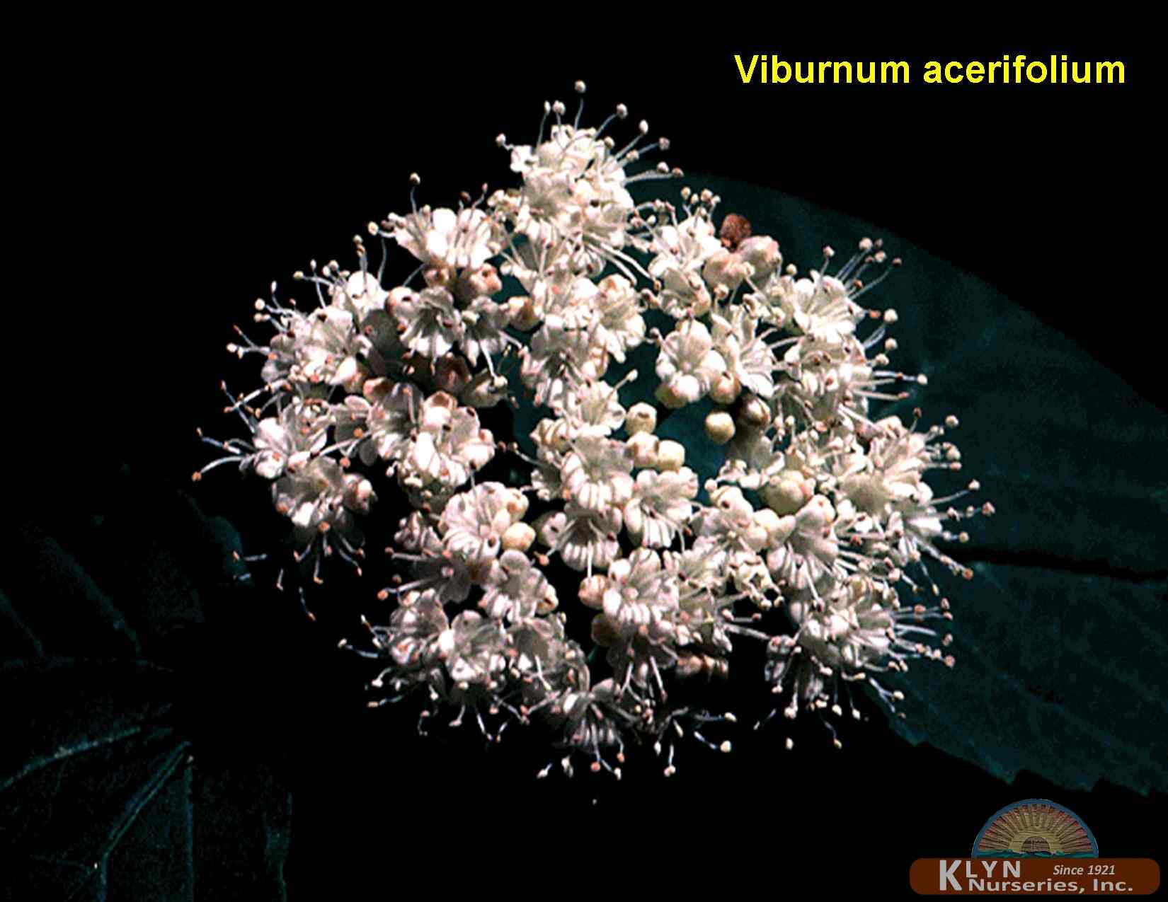 VIBURNUM acerifolium