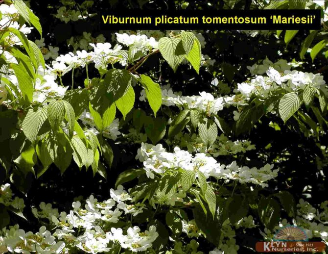 VIBURNUM plicatum tomentosum 'Mariesii' - Maries Doublefile Viburnum