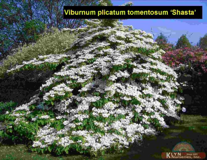 VIBURNUM plicatum tomentosum 'Shasta' - Shasta Doublefile Viburnum