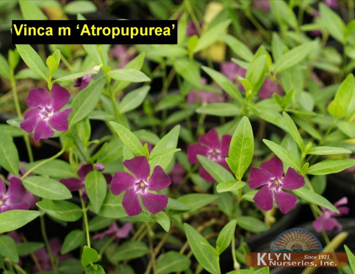 VINCA minor 'Atropurpurea' - Purple Myrtle