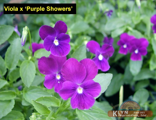 VIOLA x 'Purple Showers' - Purple Showers Viola