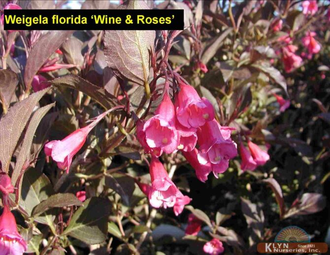 WEIGELA florida Wine & Roses®