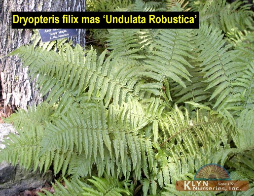 DRYOPTERIS filix mas 'Undulata Robustica' - Robust Undulata Male Fern