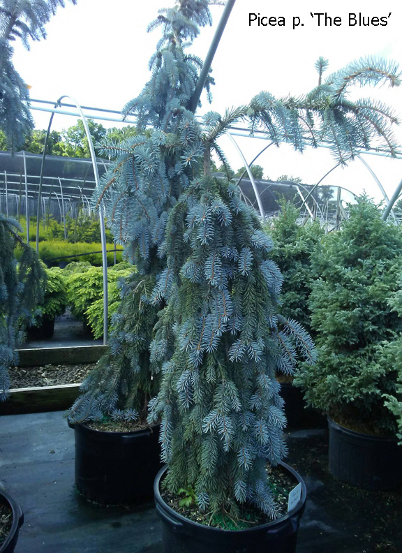 PICEA pungens 'The Blues' - The Blues Weeping Blue Spruce