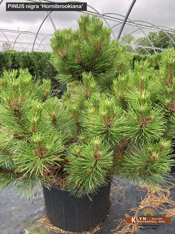 PINUS nigra 'Hornibrookiana' - Dwarf Austrian Pine