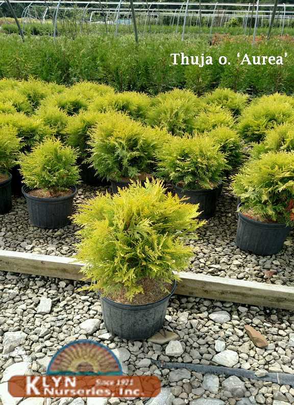THUJA occidentalis 'Aurea' - Golden Globe Arborvitae