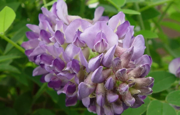 WISTERIA frutescens ‘Longwood Purple’