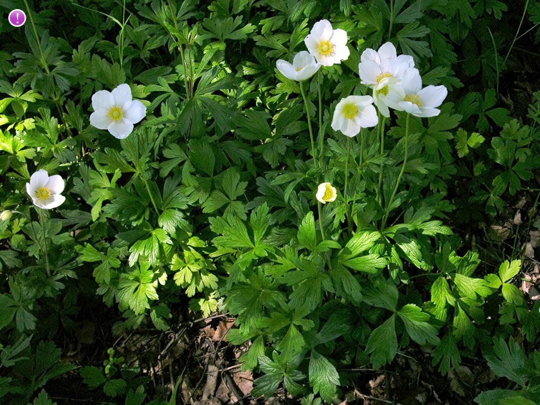 ANEMONE canadensis