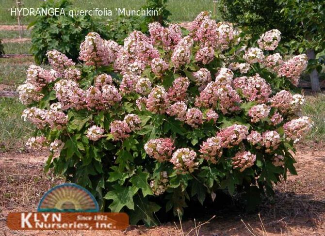 HYDRANGEA quercifolia 'Munchkin' - Munchkin Oakleaf Hydrangea