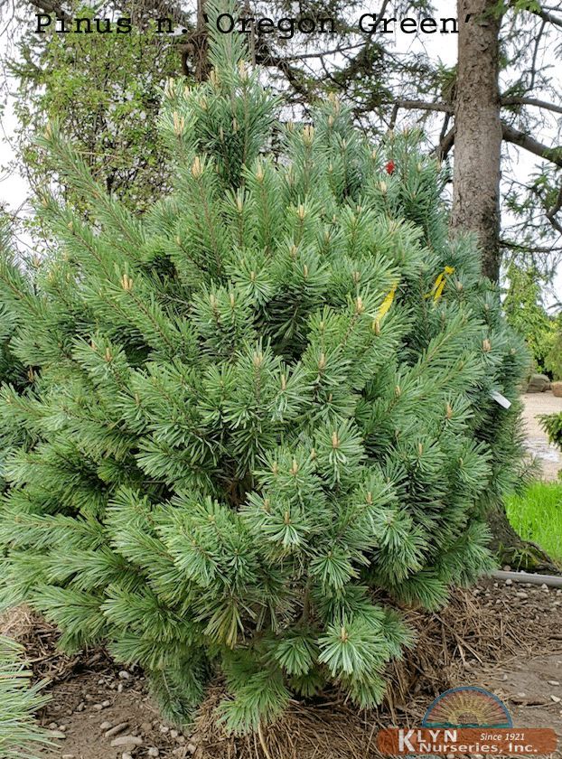 Pinus nigra 'Oregon Green'-Oregon Green Austrian Pine