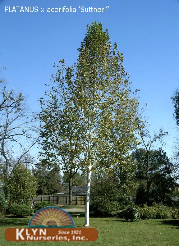 PLATANUS x acerifolia 'Suttneri' - Variegated London Plane Tree