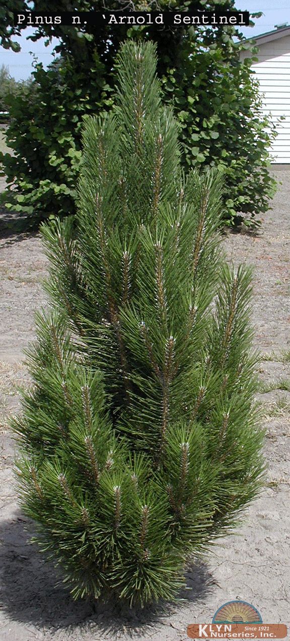 Pinus nigra 'Arnold Sentinel'- Arnold Sentinel Austrian Pine