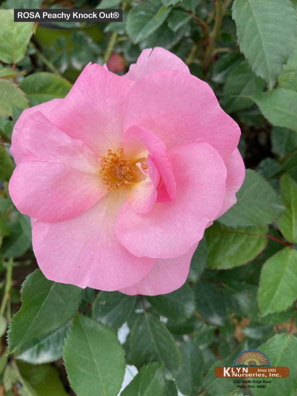 ROSA Peachy Knock Out® - Peachy Knock Out® Rose