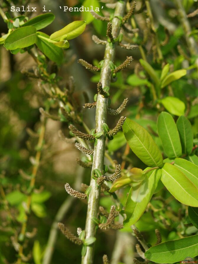 Salix integra 'Pendula'-Weeping Japanese Willow