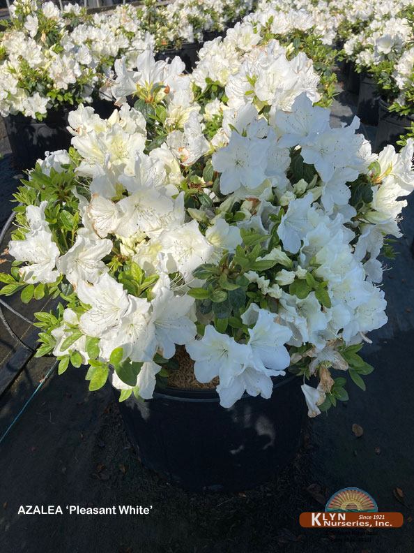 AZALEA 'Pleasant White' - Pleasant White Evergreen Azalea