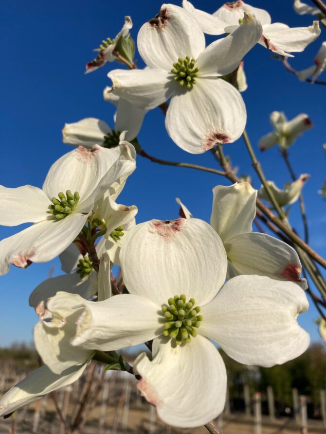 CORNUS florida Spring Grove® Seedlings - Spring Grove® Seedlings Dogwood