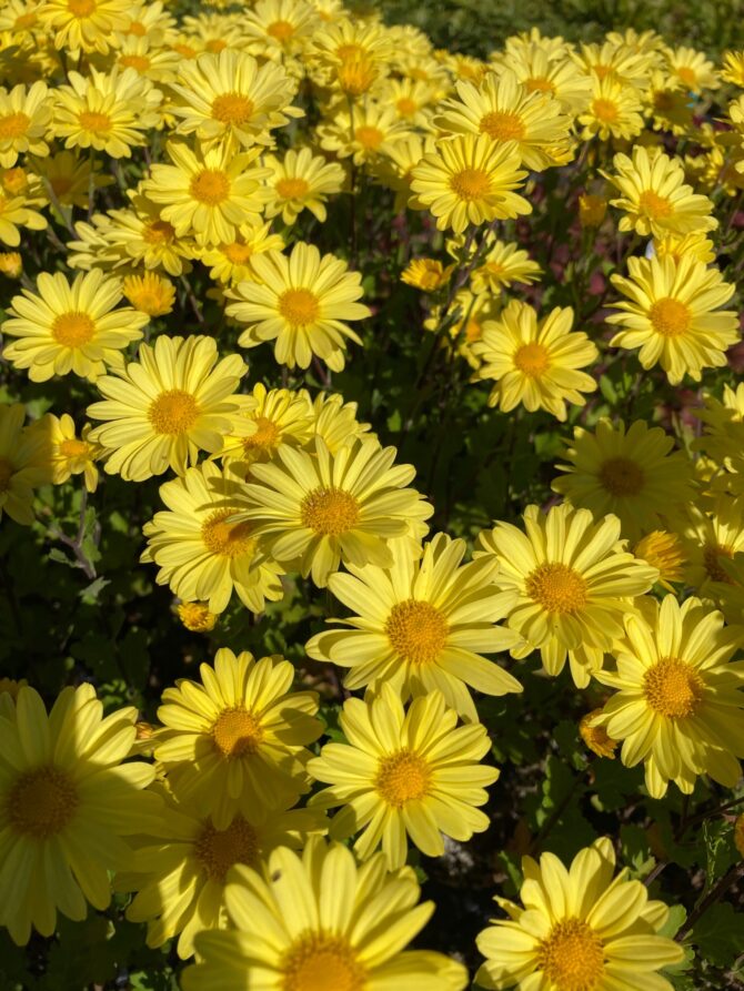 DENDRANTHEMA 'Sheffield Yellow' - Sheffield Yellow Chrysanthemum