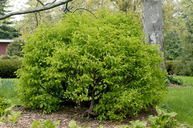 DIRCA palustris