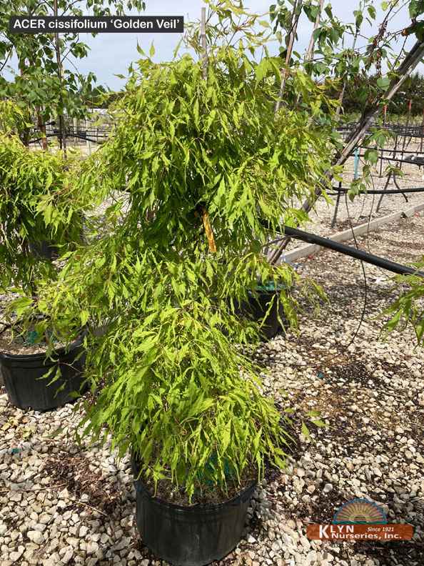 ACER cissifolium 'Golden Veil' - Golden Veil Ivy Leaf Maple