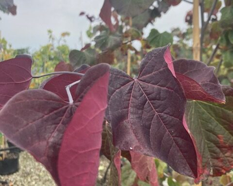 CERCIS canadensis Midnight Express®