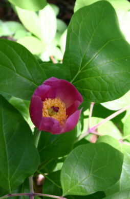 Paeonia obovata-Japanese Woodland Peony